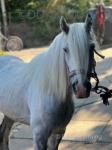 Duke, 12.2hh Gelding
