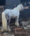 Duke, 12.2hh Gelding