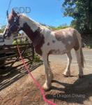 Ride and Drive Colt