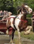 Ride and Drive Colt
