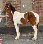 Colt