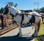 Million Dollar Fox, Gelding 