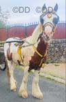 Million Dollar Fox, Gelding 