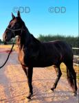 16hh Standardbred Driving Gelding