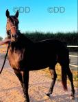 16hh Standardbred Driving Gelding
