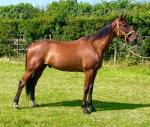 Eddy, 16hh Riding Gelding 