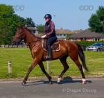 Eddy, 16hh Riding Gelding 