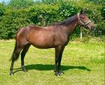 Ellie, 15.2hh Riding Mare