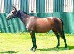 Ellie, 15.2hh Riding Mare