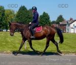 Ellie, 15.2hh Riding Mare