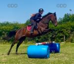 Ellie, 15.2hh Riding Mare