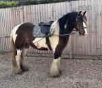 12.2hh Mare