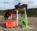 16.2hh ISH Gelding 
