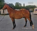 16.2hh ISH Gelding 