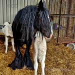 13.2hh Broodmare with Colt Foals at Foot 