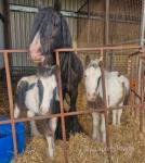 13.2hh Broodmare with Colt Foals at Foot 