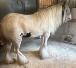 12.2hh Mare