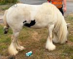 12.2hh Mare
