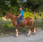 Prince, 15.2hh Gelding