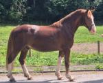 Prince, 15.2hh Gelding