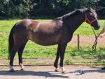Gucci, 15.1hh Riding Mare 