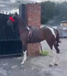 3 year old pacing filly 14hh 100 percent bombproof in every way doesn't look at a thing. Will pull you 34/35 mph, done all the drives, will pull 2-4 wheel carts. 3 year old pacing filly 14hh 100 percent bombproof in every way doesn't look at a thing. Will pull you 34/35 mph, done all the drives, will pull 2-4 wheel carts.