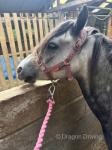 Brihanna, 11.2hh Welsh Section A Riding Mare 