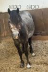 Brihanna, 11.2hh Welsh Section A Riding Mare 