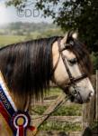 15hh Riding Gelding 