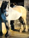 15hh Riding Gelding 