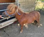 14 year old chestnut Shetland mare, 32 inches tall. Very quiet mare, good to do in all ways. Has bred a few foals, was broken to ride and drive previously before having the foals. 