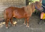 Shetland Mare