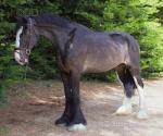 17.2hh Shire Riding Mare