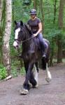 17.2hh Shire Riding Mare