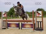 Clover, 15.3hh Riding Mare