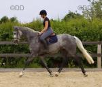 Clover, 15.3hh Riding Mare