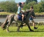 13hh Gelding 