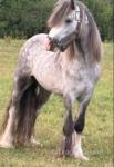 13hh Gelding 