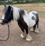 10hh Broodmare with Filly Foal at Foot