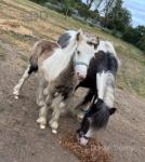 10hh Broodmare with Filly Foal at Foot