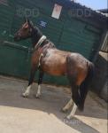 Roxeanne, 15hh Mare