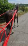 Roxeanne, 15hh Mare
