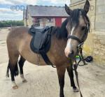 12.3hh Welsh Section B Mare