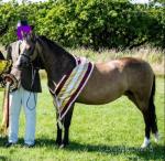 12.3hh Welsh Section B Mare