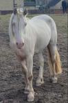 14.3hh Riding Gelding