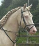 14.3hh Riding Gelding