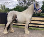 3 Year Old Gelding 