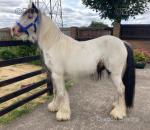 3 Year Old Gelding 