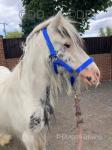 3 Year Old Gelding 