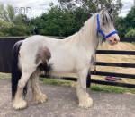 3 Year Old Gelding 